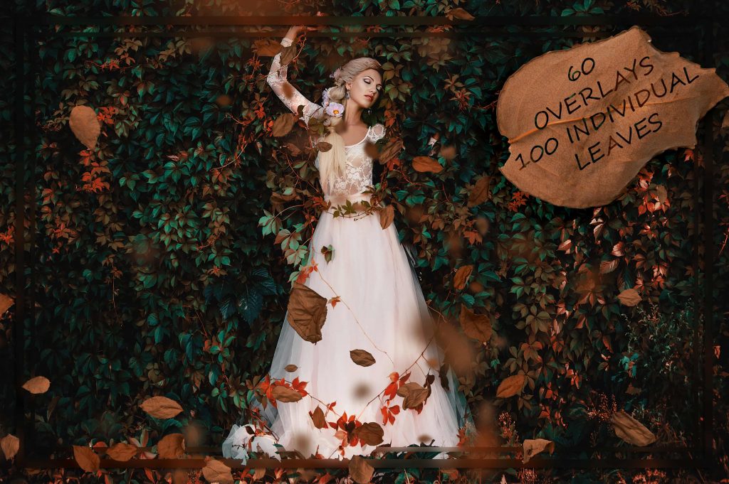 1___autumn_rose_leav_s48ii-1024x681-1 1 autumn rose leav s48ii 1024x681 1