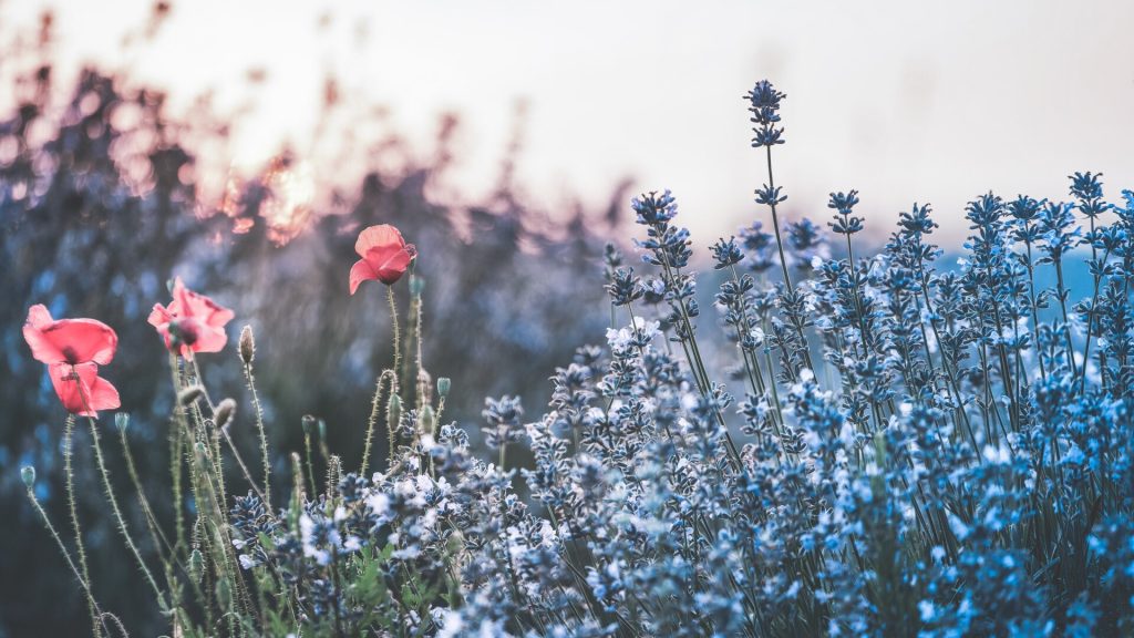 60-autumn-gold-tone-toning-effects-ps-actions1-1024x576-1 60 autumn gold tone toning effects ps actions1 1024x576 1