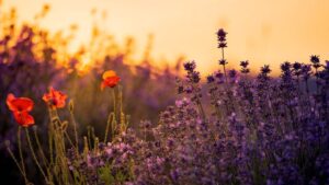 60 autumn gold tone toning effects ps actions2 830x467 1