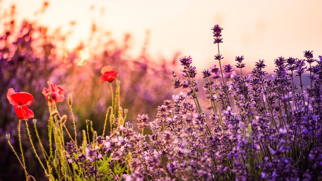 60-autumn-gold-tone-toning-effects-ps-actions3-1024x576-1 60 autumn gold tone toning effects ps actions3 1024x576 1