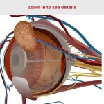 anatomy-and-physiology3-150x150-1 anatomy and physiology3 150x150 1