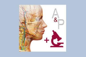 anatomy physiology 6 icon