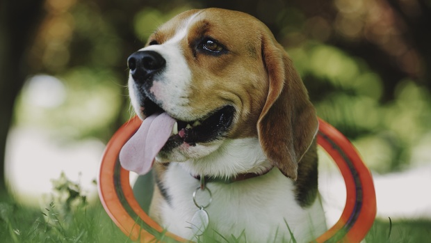 deluts-clog-neutral-luts-4 deluts clog neutral luts 4