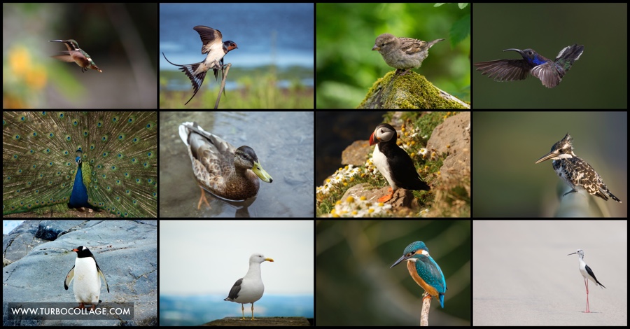 photo-grid-1 photo grid 1