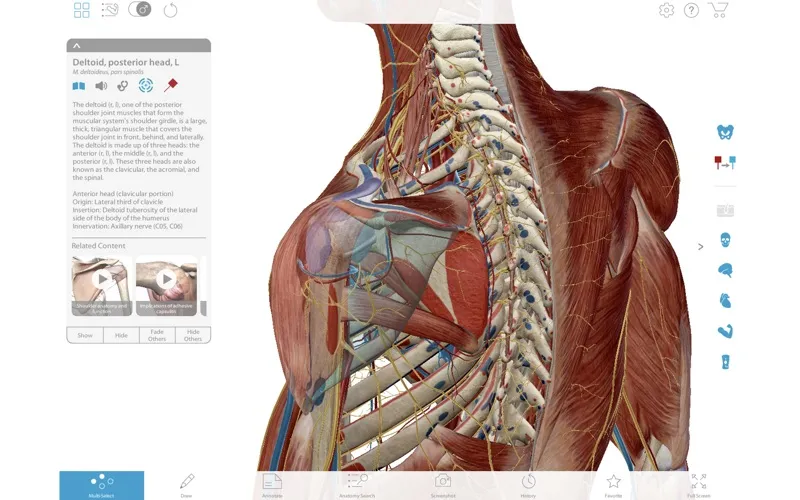 visible-body-muscle-premium3 visible body muscle premium3